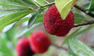 新鲜杨梅怎么做酸梅汤 新鲜杨梅如何做酸梅汤