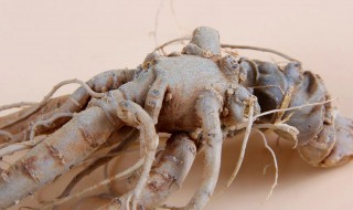 新鲜三七怎么做的吃 新鲜三七的食用方法