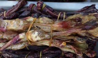 新鲜狗鞭怎么做 新鲜狗鞭做法