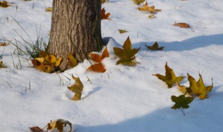 新鲜树叶怎么做标本 如何做树叶标本