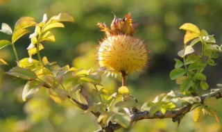新鲜刺梨煮水怎么做 新鲜刺梨煮水的做法