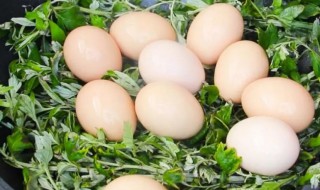 新鲜艾草煮鸡蛋怎么做 新鲜艾草煮鸡蛋如何做