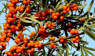 用新鲜沙棘汁做酵素怎么做 如何用新鲜沙棘汁做酵素