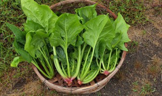 新鲜的菠菜怎么做 如何做新鲜的菠菜