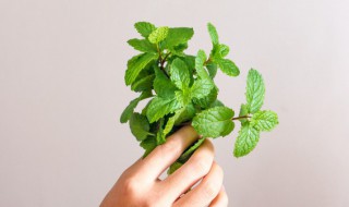 新鲜薄荷茶怎么做 新鲜薄荷茶如何制作好喝呢