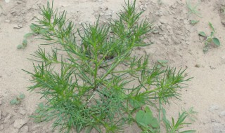 新鲜的猪毛草怎么做才好吃 怎么做新鲜的猪毛草好吃