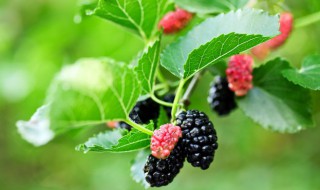 新鲜桑叶煮鸡汤怎么做 桑叶煮鸡汤的做法