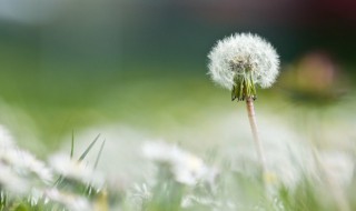 新鲜蒲公英煮水喝怎么做 蒲公英煮水喝的好处