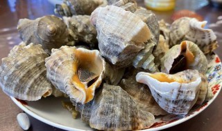 海螺需要煮多久 海螺需要煮几分钟才熟呢