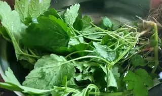 新鲜益母草怎么做来吃 新鲜的益母草怎么吃