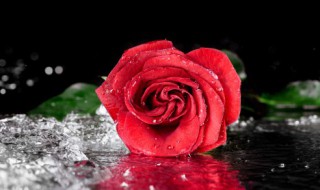 新鲜玫瑰花怎么做面膜 新鲜玫瑰花如何制作面膜呢