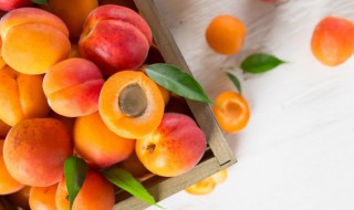 新鲜杏煮水果推荐吃吗怎么做 新鲜杏煮水果怎么做吃