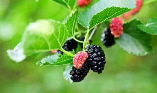 新鲜桑葚怎么做酱 桑葚酱的烹饪方法