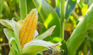 玉米新鲜蒸煮能吃吗怎么做 怎么蒸新鲜玉米好吃