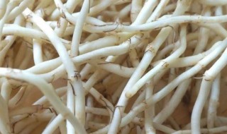 新鲜折耳根煮水怎么做的 新鲜折耳根煮水做法