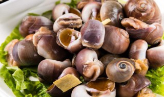 香螺需要煮多久 香螺需要煮几分钟才熟呢