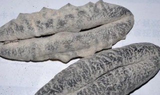 猪婆参煮多久才能吃 猪婆参煮几分钟才能吃