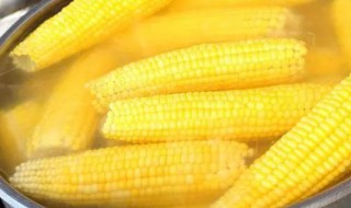 黏玉米要煮多久才能吃 玉米介绍