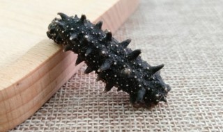 泡好的海参要煮多久才能吃 泡好的海参要煮几分钟才能吃