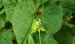 荞麦叶要煮多久才能吃呀 荞麦叶要煮几分钟才能吃呀