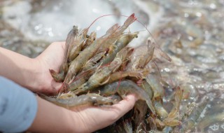 生虾煮多久才能吃 生虾煮几分钟才能吃