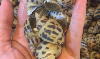 花螺需要煮多久 花螺需要煮多长时间呢