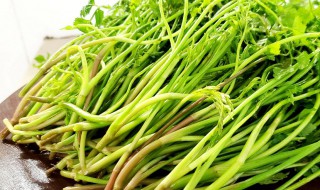 野芹菜煮多久才能吃 野芹菜煮几分钟才能吃