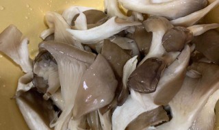 平菇煮火锅多久才能吃 平菇煮火锅多长时间才能吃