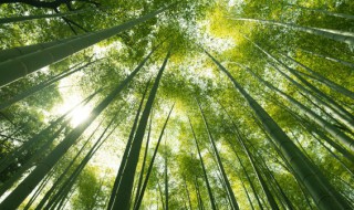 竹叶要煮多久才能吃了 竹叶要煮多长时间