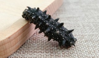 请问海参煮多久才能吃 请问海参煮几分钟才能吃