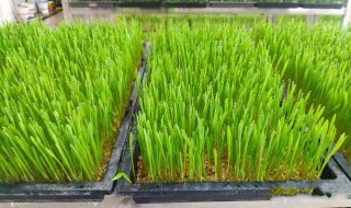 小麦苗需要煮多久才能吃 小麦苗需要煮多长时间才能吃