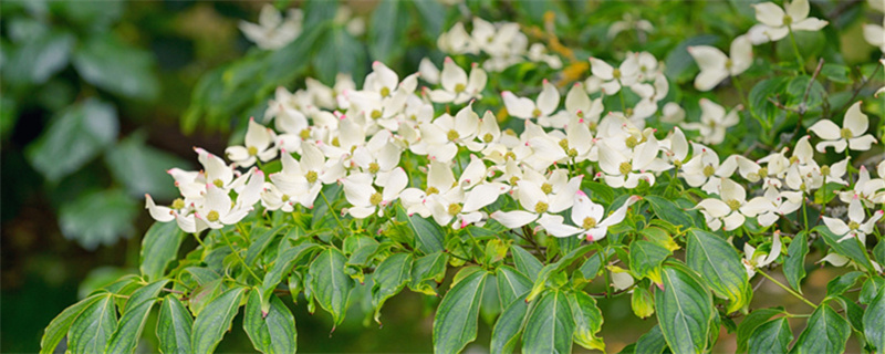 茱萸是一种花还是一种草