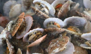 海里贝壳要煮多久才能吃 海里贝壳要煮几分钟才能吃