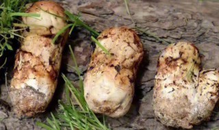 新鲜赤松茸煮多久才能吃 新鲜赤松茸煮多久才可以吃