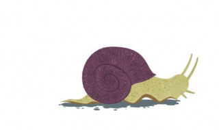 蜗牛要煮多久才能吃 蜗牛做法