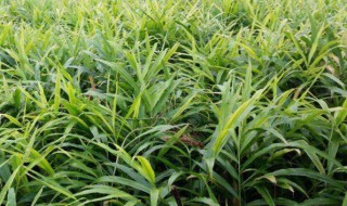 姜苗叶怎么炒才好吃 姜苗叶如何炒才好吃