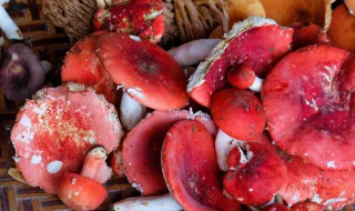 大红菌要煮多久才能吃 大红菌要煮几分钟才能吃