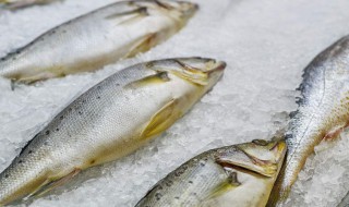 冰冻鱼要煮多久才能吃 冰冻鱼要煮几分钟才能吃