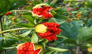 重楼煮多久 重楼煮熟需要的时间