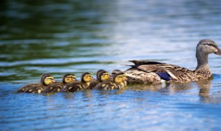 瓦罐老鸭汤要煮多久才能吃 瓦罐老鸭汤要煮多久才熟