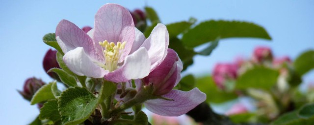 苹果花是什么季节开放 苹果花哪个季节开放呢