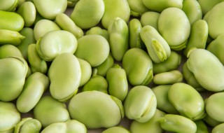 新鲜蚕豆水煮后保存多久 新鲜蚕豆水煮后保存的时间