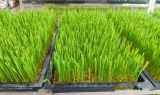 松子苗怎么煮多久才能吃 松子苗如何煮多长时间才能吃