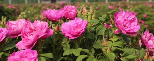 平阴玫瑰花什么季节开放 平阴玫瑰花哪个季节是花期