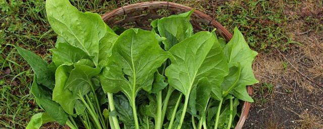 大量菠菜怎么保存时间长 大量菠菜如何保存时间长