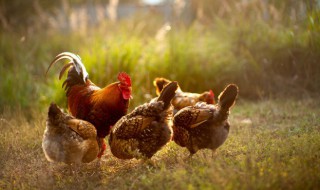 油渣鸡头肉怎么炒好吃 如何做油炸鸡头肉好吃