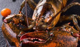 大龙虾怎么保鲜才新鲜 大龙虾如何保鲜才新鲜呢