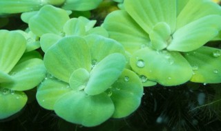 浮萍煮多久 浮萍的蒸煮时间