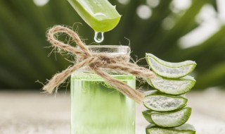 新鲜的芦荟怎么煮水喝 新鲜的芦荟如何煮水饮用呢