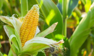 玉米煮多少分钟 玉米煮多长时间才熟呢